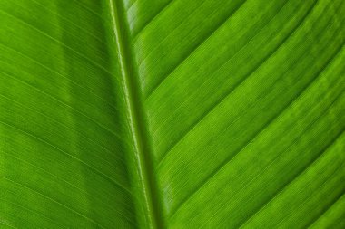 Yeşil desen dokuyu kapat