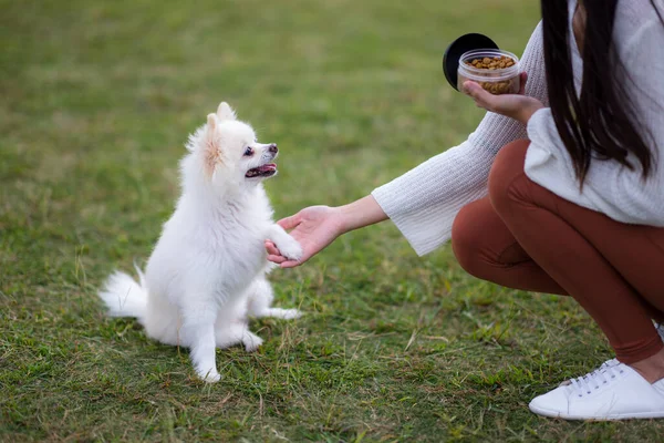 Mujer Entrenar Alimentar Perro Pomerania Parque —  Fotos de Stock