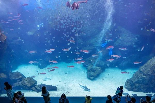 Taoyuan Tajwan Lipca 2022 Akwarium Xpark Tajwanie — Zdjęcie stockowe