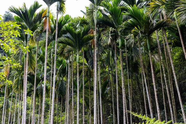 Areca Catechu Tree Forest Taiwan — Stock Photo, Image