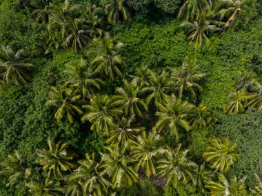 yukarıdan aşağıya ormanın görünümü