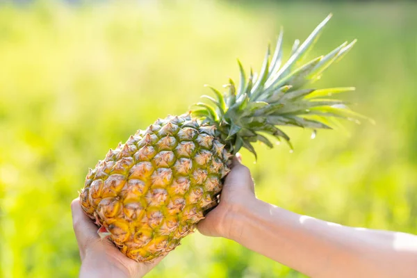 農場でパイナップルの成長を保持する手 — ストック写真