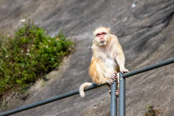 山中的野生猴子 — 图库照片