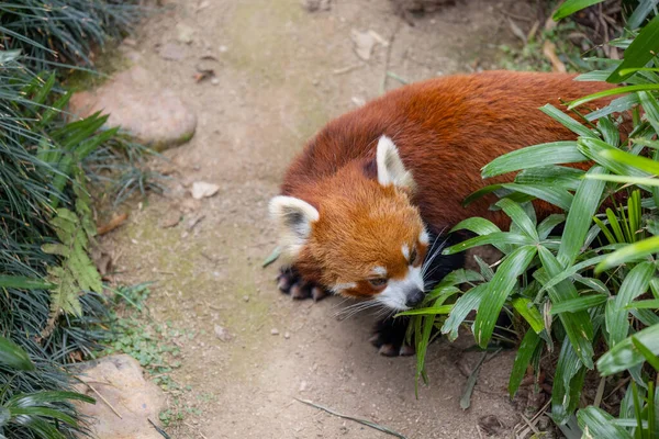 Panda Rosso Nel Parco Dello Zoo — Foto Stock