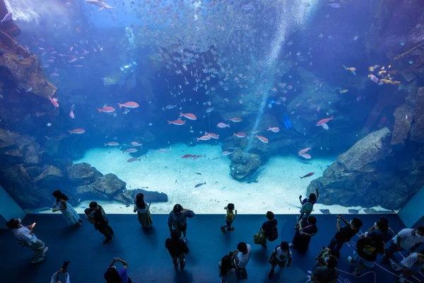 Taoyuan Taiwan July 2022 Xpark Aquarium Taiwan — стокове фото