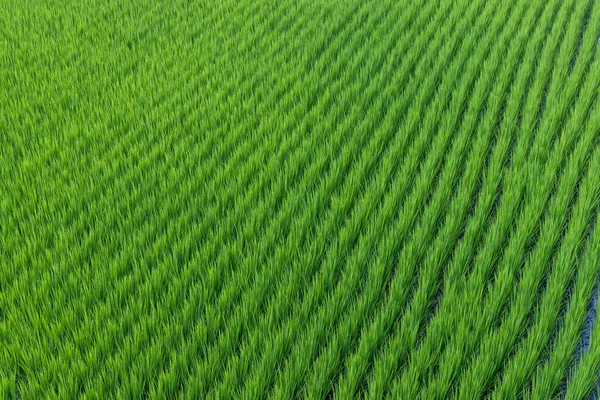 新鲜稻田草地 — 图库照片