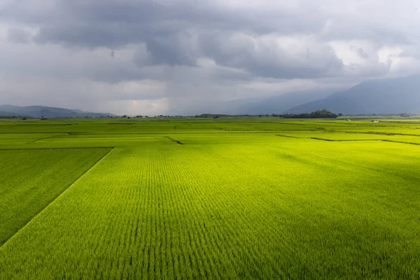 Paddy Rice Field Taitung Taiwan — Stock Photo, Image