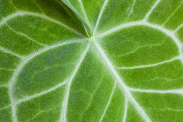Planta Tropical Anthurium Crystallinum Deixar Textura Close — Fotografia de Stock