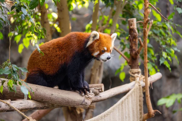 Panda Rosso Nel Parco Dello Zoo — Foto Stock