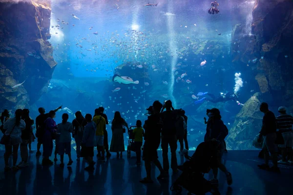 Taoyuan Taiwan July 2022 Xpark Aquarium Taiwan — стокове фото