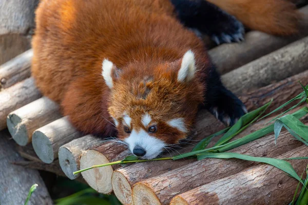 动物园公园里的红熊猫 — 图库照片