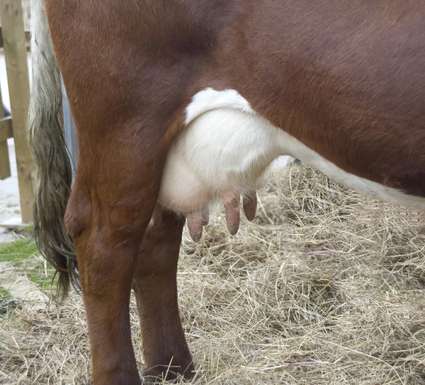 Fragment van een achterste gedeelte van een koe in een kraam met een uier — Stockfoto