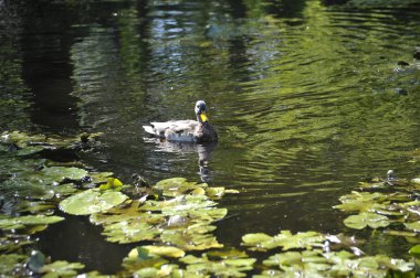 ördek yukarı yüzen zambakların arasında kapatın.