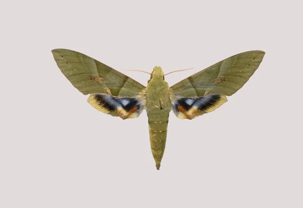 Motyl pholus labruscae. — Zdjęcie stockowe