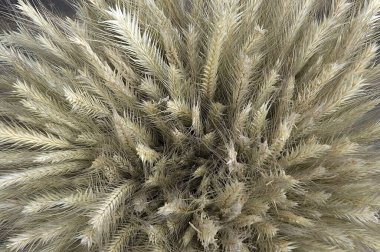 Çavdar viskisi yaprağı. Yaklaş, üst manzara..