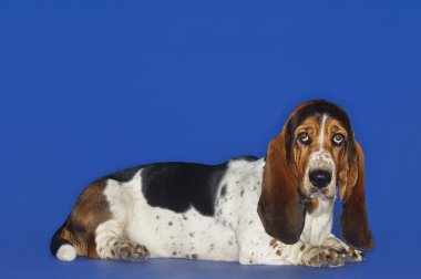 Basset hound dog rahatlatıcı
