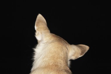 Chihuahua arka görünüm