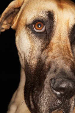 Danua köpekVictoria çeşme, Londra