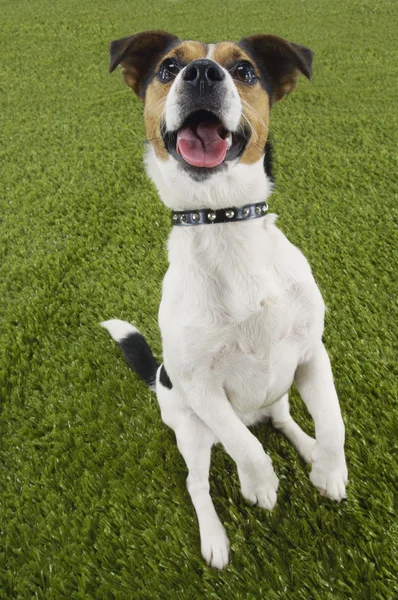 Jack Russell Terrier sentado em pernas de couro — Fotografia de Stock