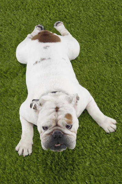 Bulldog deitado na grama — Fotografia de Stock