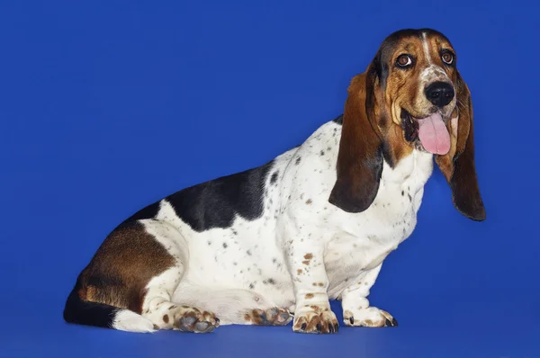 Basset-Hund — Stockfoto