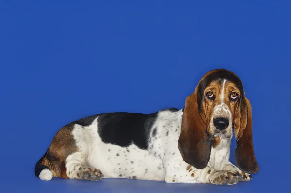Basset hound dog rahatlatıcı — Stok fotoğraf