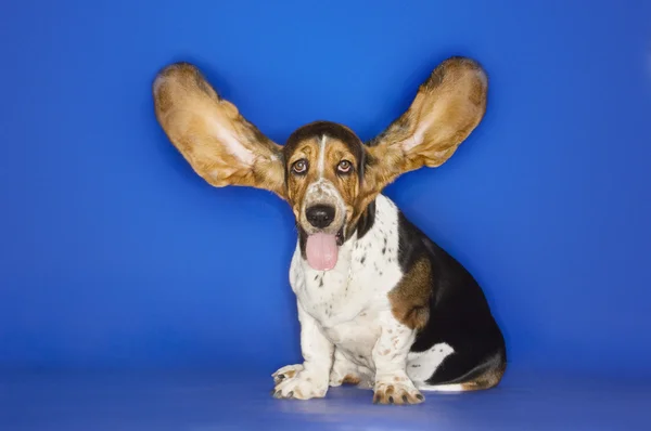 Chien de Basset avec les oreilles allongées — Photo