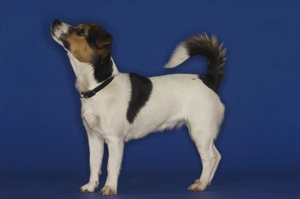 Jack Russell Terrier — Fotografie, imagine de stoc
