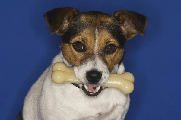 Jack Russell terrier csonttal — Stock Fotó