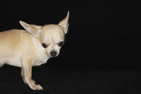 Chihuahua olhando para baixo — Fotografia de Stock