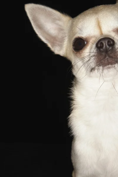 Cute Chihuahua — Stock Photo, Image
