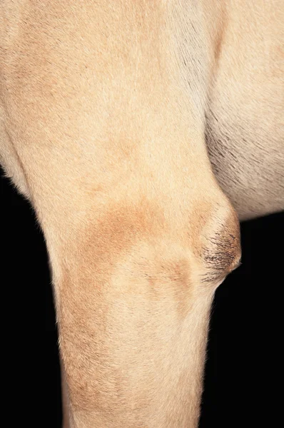 Dog's Upper Leg — Stock Photo, Image