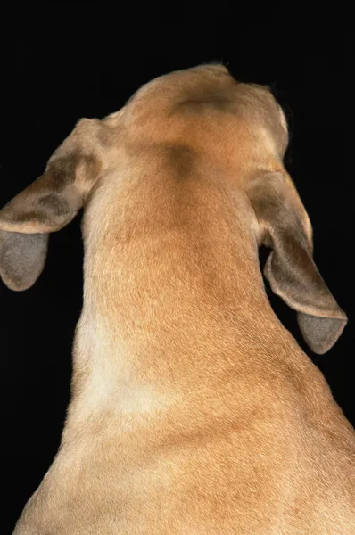 Großer Dänenhund — Stockfoto