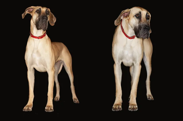 Great Danes Standing Side By Side — Stock Photo, Image