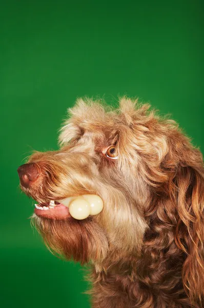 Otterhound s gumovou kostíゴム骨付きオッターハウンド — Stock fotografie