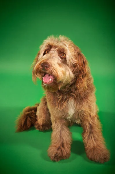 Otterhound sitting — Stock Photo, Image