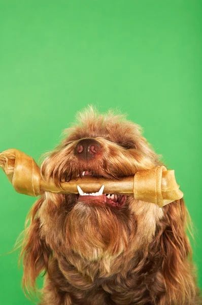 Otterhound met rawhide bot — Stockfoto