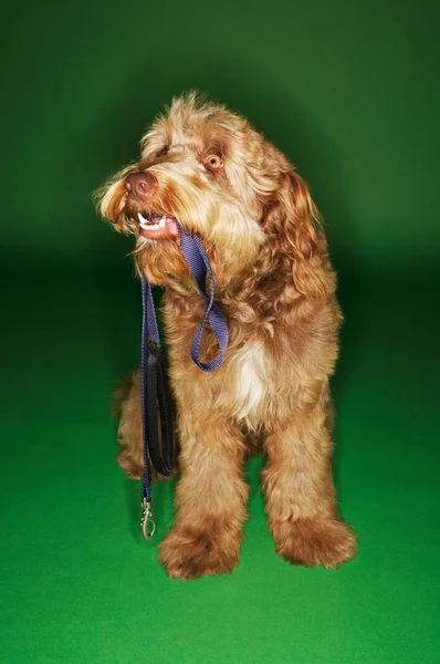 Cão segurando trela na boca — Fotografia de Stock
