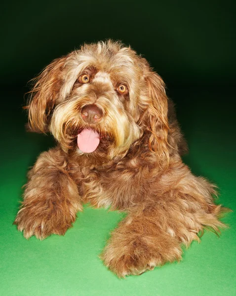 Otterhound With Tongue Out — Stock Photo, Image