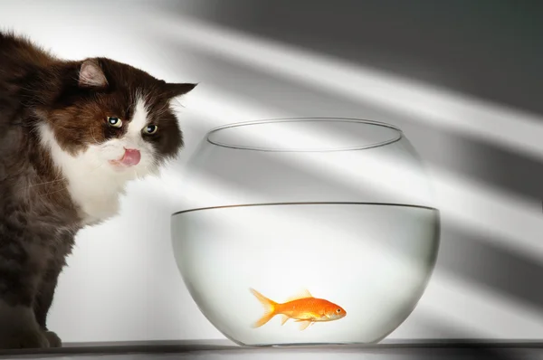Кошка смотрит на золотую рыбку — стоковое фото