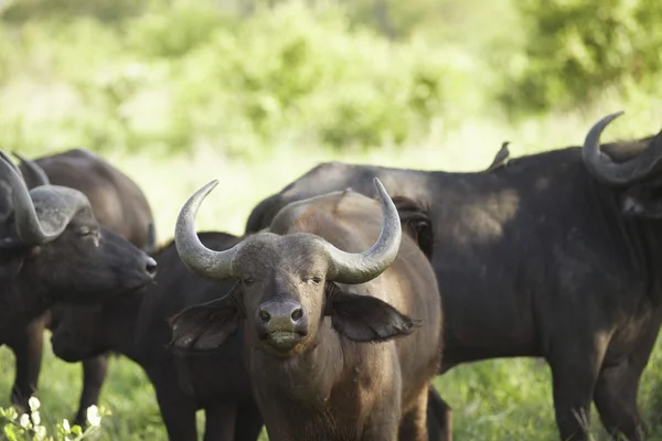 Búfalos africanos en campo — Stockfoto