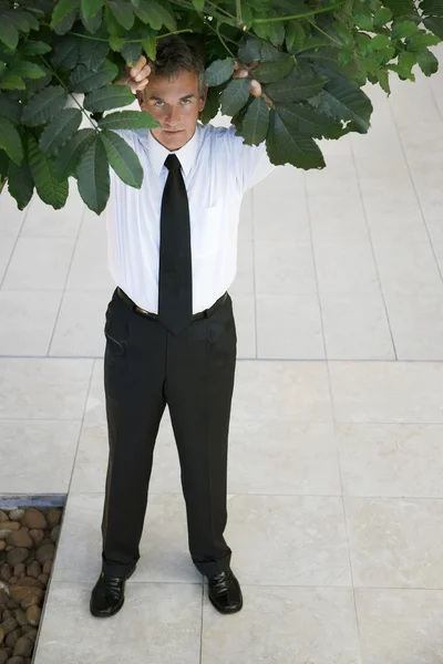 Homme d'affaires debout sous l'arbre — Photo