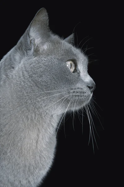 Синій кіт Бірманська — стокове фото