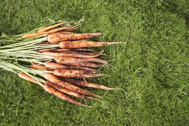 Muddy Carrots On Grass clipart