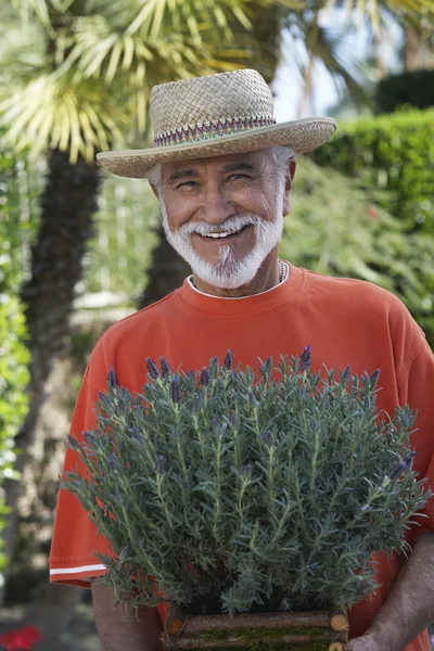 Hombre mayor sosteniendo planta en maceta — Foto de Stock