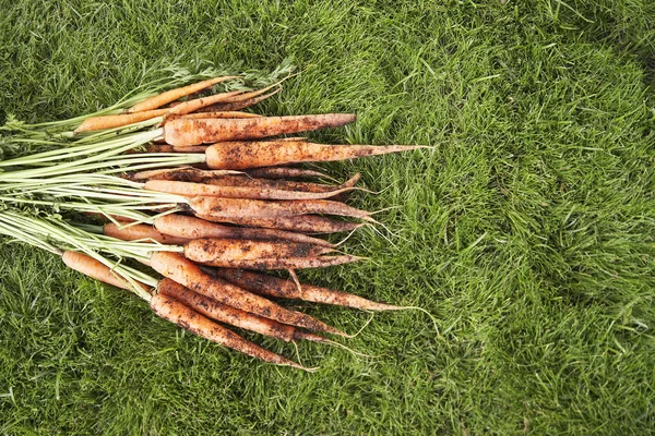 Modderige wortelen op gras — Stockfoto