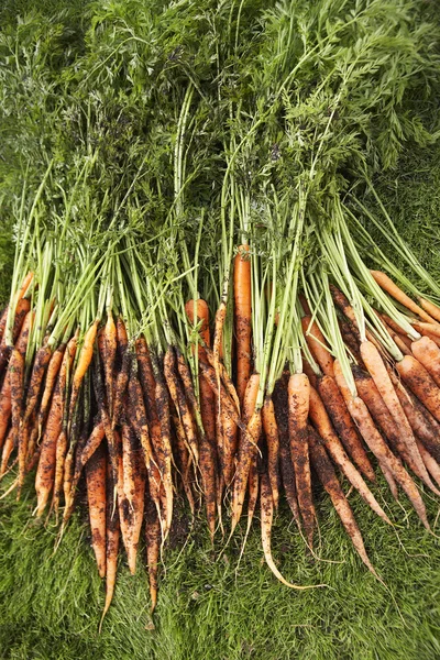Muddy Carrots On Lawn — Stock Photo, Image