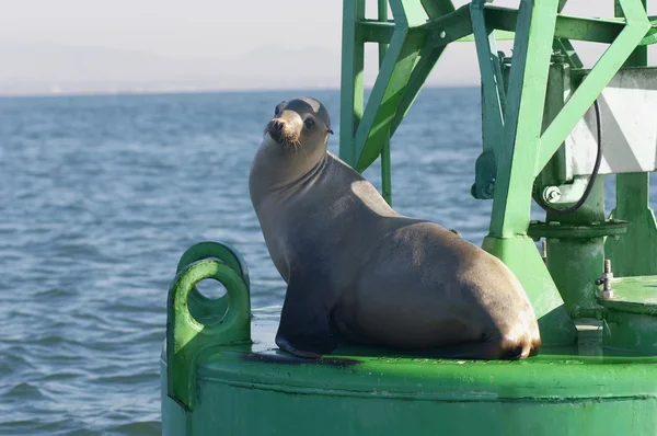 Seal On Beacon — Stock Photo, Image