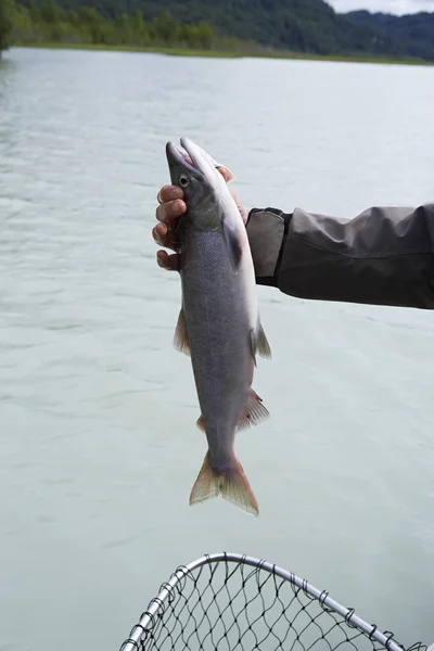 Mano maschile con pesce catturato — Foto Stock