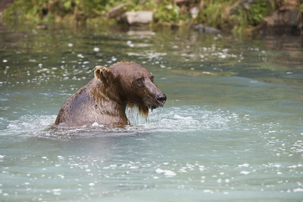 Oso nadando en río — Foto de Stock